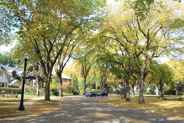 Elm Trees Of Old Glenora, Alexander Circle, Edmonton, Alberta