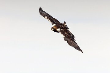 Spanish Imperial Eagle adult male fying with the morning lights on a windy day in a Mediterranean forest in central Spain