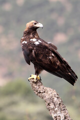 Spanish Imperial Eagle adult female with the morning lights on a windy day in a Mediterranean forest in central Spain