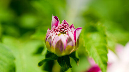 marco of a bud of a pink dahlia