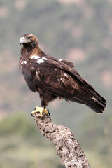 Spanish Imperial Eagle adult female in a Mediterranean forest on a cloudy day