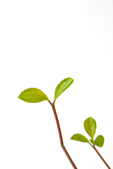 leaves of Peperomia on white background