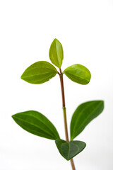 leaves of Peperomia on white background