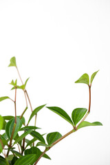 leaves of Peperomia on white background