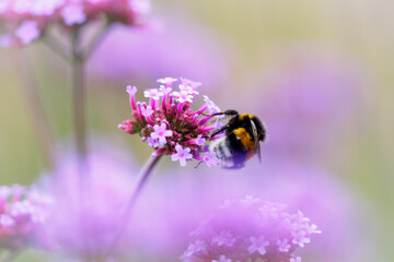 Hummel auf Blume 2