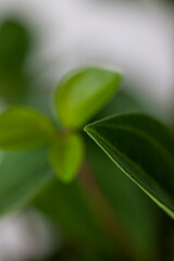 leaves of Peperomia on white background