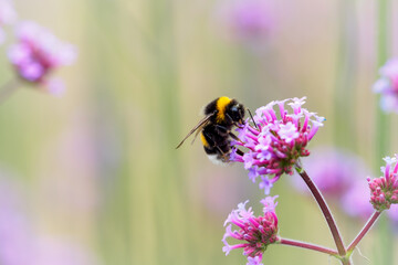 Hummel auf Blume 1