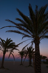 Fototapeta na wymiar Palm trees on the beach against the sunset sky and the moon