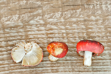 Russula emetica mushroom on a wooden board. Raw mushrooms on an old board background. Copy space and free space for text.