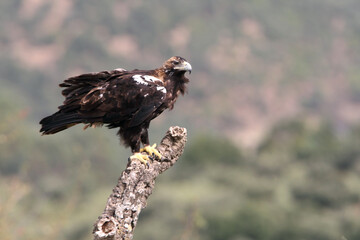 Spanish Imperial Eagle adult female in a Mediterranean forest on a cloudy day