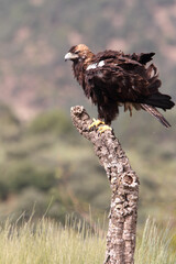 Spanish Imperial Eagle adult female in a Mediterranean forest on a cloudy day