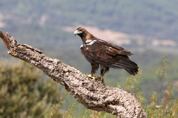 Spanish Imperial Eagle adult female in a Mediterranean forest on a cloudy day