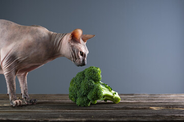 Sphynx cat eats broccoli. Vegetarian cat