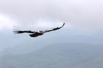 Obraz premium Spanish Imperial Eagle adult male flying on a cloudy day with a lot of wind