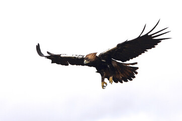 Spanish Imperial Eagle adult male flying in a Mediterranean forest on a cloudy day