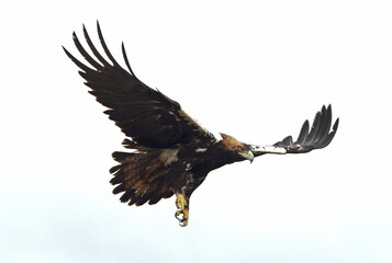 Spanish Imperial Eagle adult male flying in a Mediterranean forest on a cloudy day