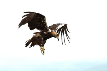 Spanish Imperial Eagle adult male flying on a cloudy day with a lot of wind