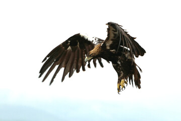Spanish Imperial Eagle adult male flying on a cloudy day with a lot of wind