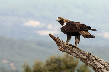 Spanish Imperial Eagle adult male in a mediterranean forest on a windy day