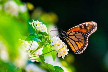 Mariposa Monarca negra, naranja y blanca en la flor blanca en los rayos del sol, primavera