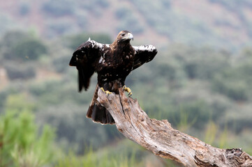 Spanish Imperial Eagle adult female with the morning lights on a windy day in a Mediterranean forest in central Spain