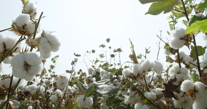 Cotton field of the plantation, high-quality cotton Bush, ready for harvest, against the background of the sun, 4 to video