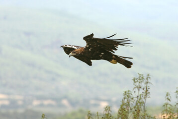 Spanish Imperial Eagle adult male fying with the morning lights on a windy day in a Mediterranean forest in central Spain
