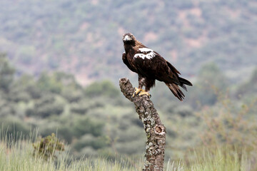 Spanish Imperial Eagle adult male in a Mediterranean forest on a cloudy day