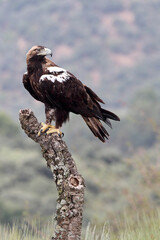 Spanish Imperial Eagle adult male in a mediterranean forest on a windy day