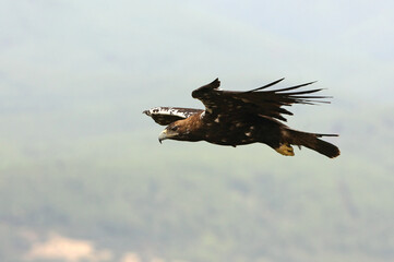 Spanish Imperial Eagle adult female on a windy and cloudy day in a Mediterranean forest