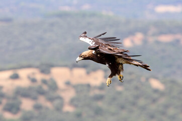 Spanish Imperial Eagle adult male fying with the morning lights on a windy day in a Mediterranean forest in central Spain