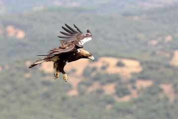 Obraz premium Spanish Imperial Eagle adult female on a windy and cloudy day in a Mediterranean forest