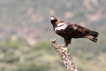Spanish Imperial Eagle adult male in a Mediterranean forest on a cloudy day