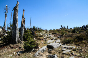 The hiking trail made of stones at Šumava national park in Czech Republic. The forest is damaged by the hurricane and left to revitalize naturally. 