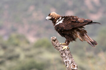 Spanish Imperial Eagle adult male in a mediterranean forest on a windy day