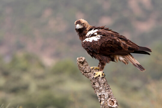 Spanish Imperial Eagle adult male in a mediterranean forest on a windy day