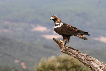 Spanish Imperial Eagle adult male in a Mediterranean forest on a cloudy day