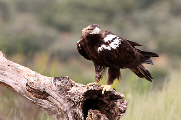 Spanish Imperial Eagle adult male in a mediterranean forest on a windy day