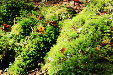 初秋の北八ヶ岳　白駒池の苔の森　