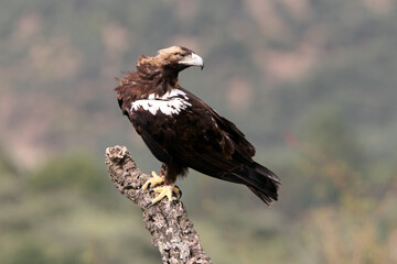 Spanish Imperial Eagle adult male in a Mediterranean forest on a cloudy day