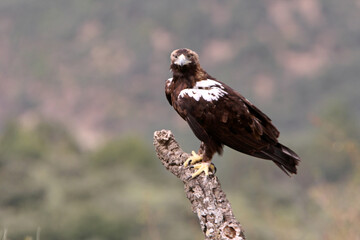 Spanish Imperial Eagle adult male in a Mediterranean forest on a cloudy day