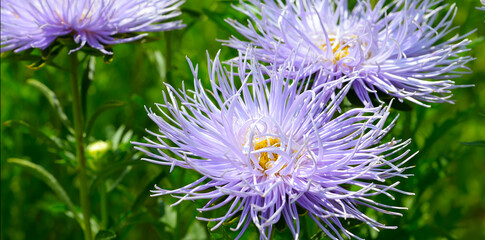Aster flowers in the garden. Wide photo.