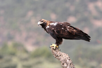 Spanish Imperial Eagle adult male in a Mediterranean forest on a cloudy day