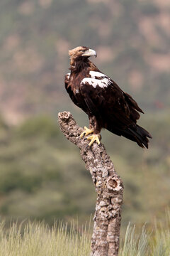 Spanish Imperial Eagle adult male in a Mediterranean forest on a cloudy day