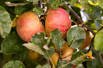 Roter Boskop, ein köstlicher Winterapfel