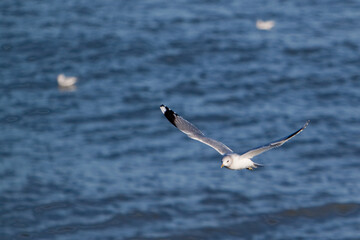 seagull in flight