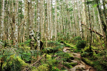 初秋の北八ヶ岳　『にゅう』から中山への縦走路の苔の森