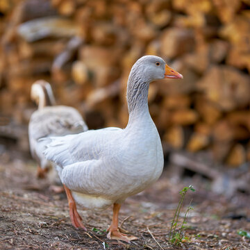 curious goose on a farm in Germany