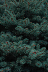 Green leaves background. Taken in forest of Pyrenees.