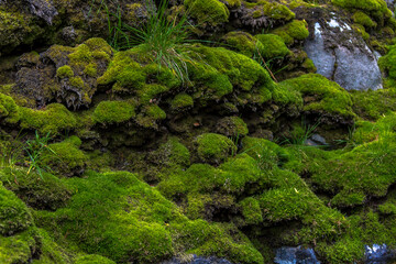 Thickets of green moss on stones